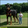 /album/photogallery/best-dog-eva-jpg1/